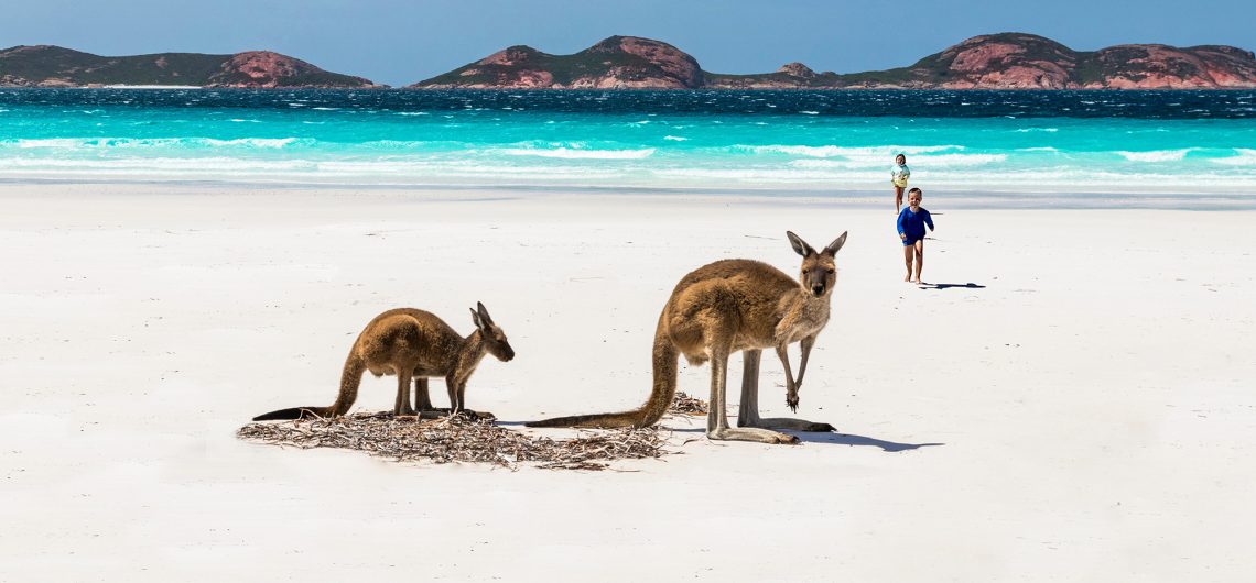 australia reopen 1st dec working holiday visa backpacker