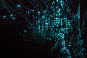 black water rafting waitomo glow worm caves new zealand north island