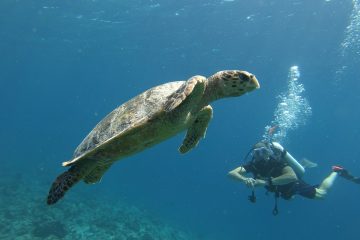 budget scuba diving maldives package maldives fulidhoo local island vaavu stoll scuba diving