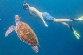 byron bay snorkel tour julian rocks wild byron safaris brusnwick heads australia