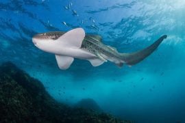 divemaster course byron bay australia padi ssi byron bay dive centre