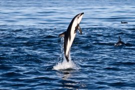 dolphin tour kaikoura swim new zealand south island backpacker