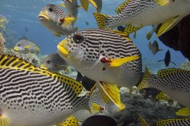 great barrier reef advanced open water dive course live aboard australia cairns