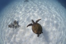 great barrier reef snorkel day trip cairns australia