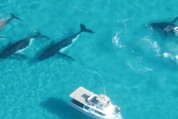 exmouth humpback whale swim western australia wa exmouth dive centre rtw backpackers