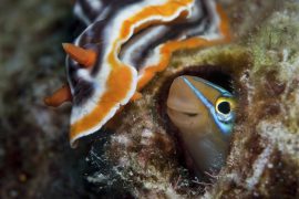 great barrier reef open water advanced dive course live aboard australia cairns