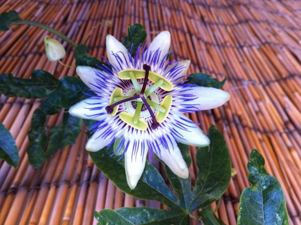 Flowers in St Kilda, Melbourne