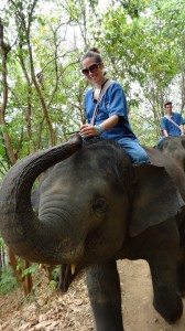 elephant trainer chang mai thailand