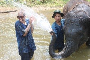 elephant trainer chang mai thailand