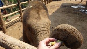 elephant trainer chang mai thailand