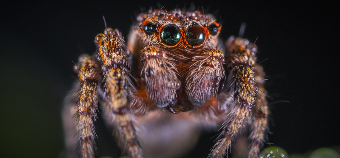 is australia dangerous spiders sharks crocodiles travelling australia