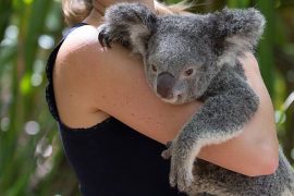 magnetic island koala cuddle bangalow bay package