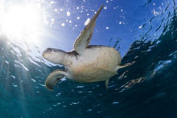 open water dive course padi ssi byron bay learn to scuba