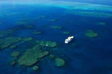 ribbon reef cod hole scuba dive liveaboard trip cairns spirit of freedom australia 2