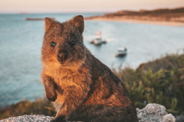 rottnest island return ferry perth quokka western australia wa rtw backpackers