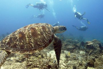 scuba dive courses open water course padi ssi gili t trawangan bali indonesia big bubble