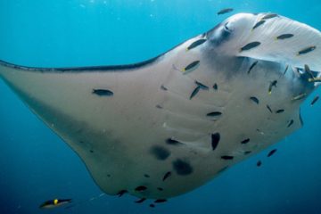 scuba dive courses komodo naitonal park open water blue marlin dive komodo indonesia