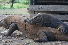 scuba dive komodo dragons day trip luan bajo komodo national park indonesia