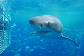 shark cage diving port lincoln great white south australia