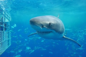 shark cage diving port lincoln great white south australia