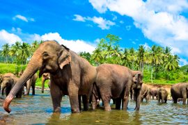 sri lanka uncover tour TruTravels south east asia backpacker group adventure