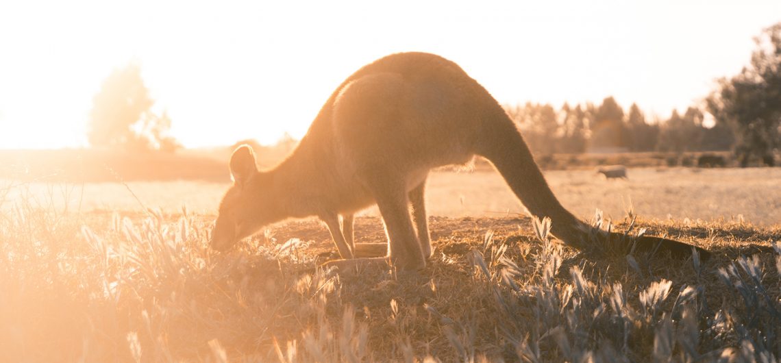 stray australia bus pass east coast backpacker hop on hop off sydney cairns byron bay 3