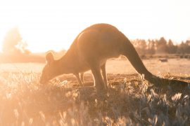 stray australia bus pass east coast backpacker hop on hop off sydney cairns byron bay 3