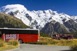 stray new zealand hop on hop off bus pass kiwi backpacker