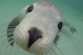 swim with sea lions port lincoln australia calypso start charters